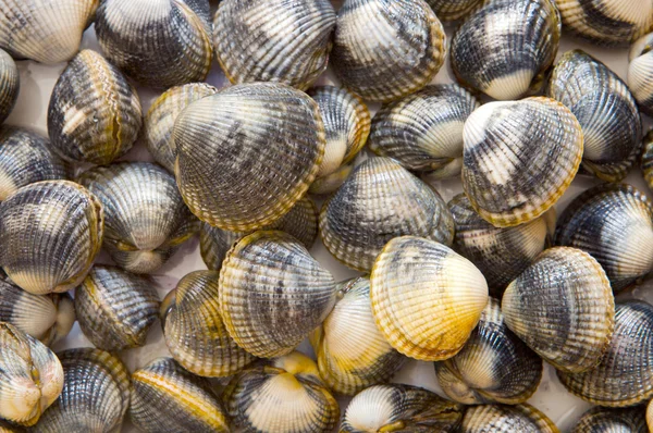 Taze deniz ürünleri — Stok fotoğraf