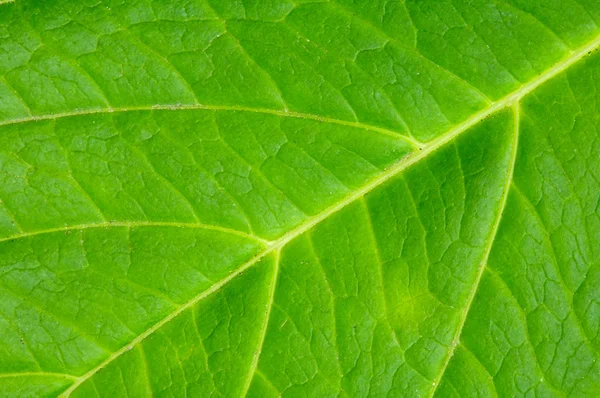 Struktur av ett grönt blad — Stockfoto