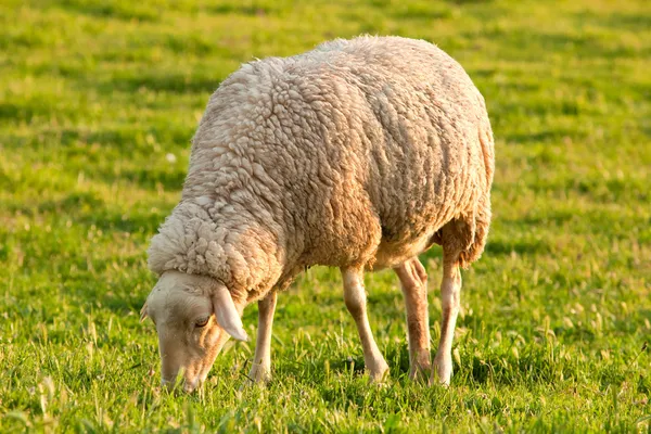 White ewe grazing — Stock Photo, Image