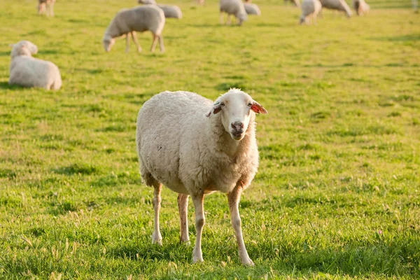 Biały owca — Zdjęcie stockowe