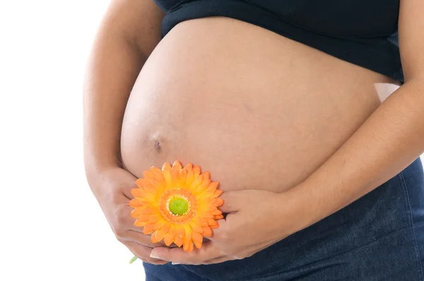 stock image Pregnant whit flower