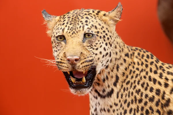 Красивый портрет леопарда с начинкой — стоковое фото