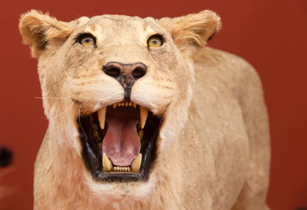 Агрессивное выражение фаршированного льва на красном фоне — стоковое фото