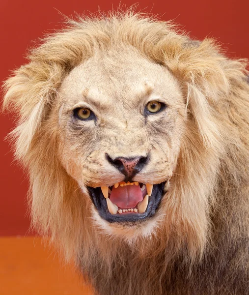 Stock image Aggressive expression of stuffed lion with red background