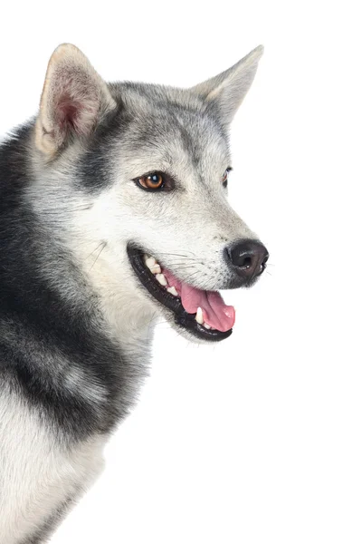 Rozkošný sibiřský pes — Stock fotografie