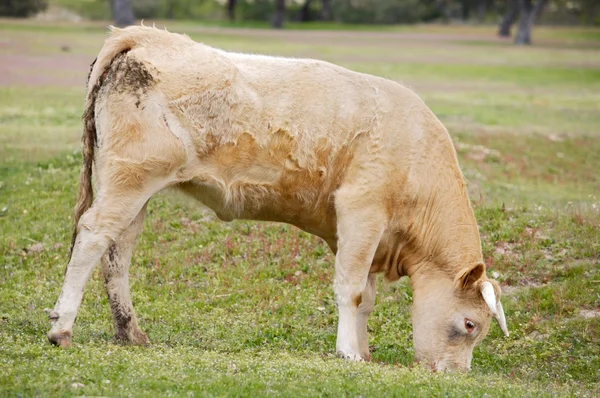 Vaca comiendo hierba —  Fotos de Stock