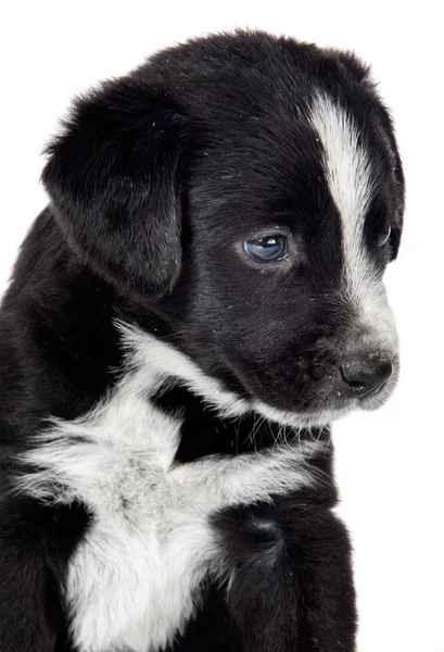Ładny mały pies — Zdjęcie stockowe