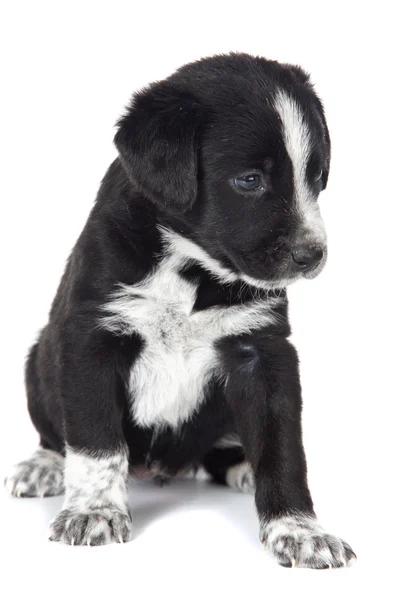 Seated puppy dog — Stock Photo, Image