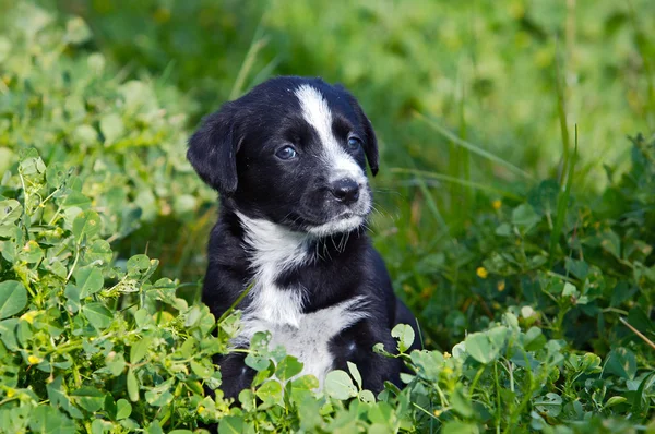 Cão pequeno adorável — Fotografia de Stock