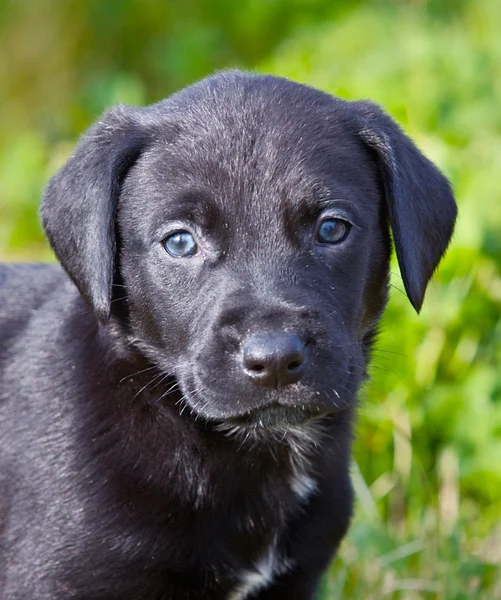Adorable perro pequeño —  Fotos de Stock