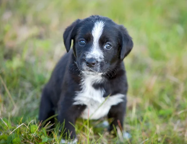 Cão pequeno adorável — Fotografia de Stock
