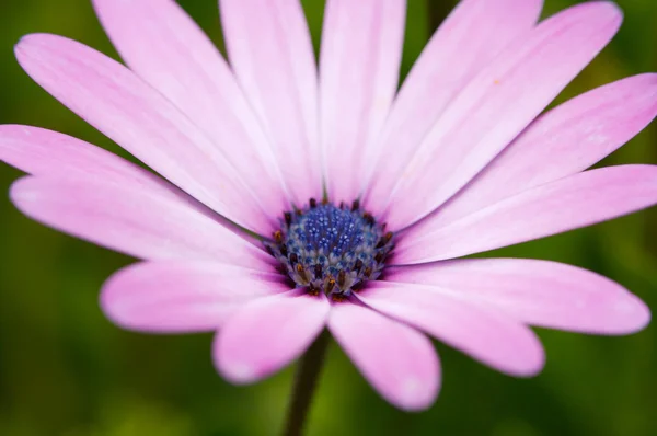 Flor — Fotografia de Stock