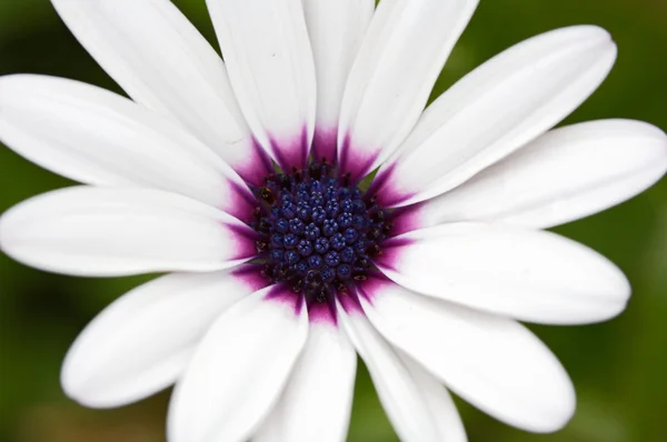 예쁜 꽃 — 스톡 사진