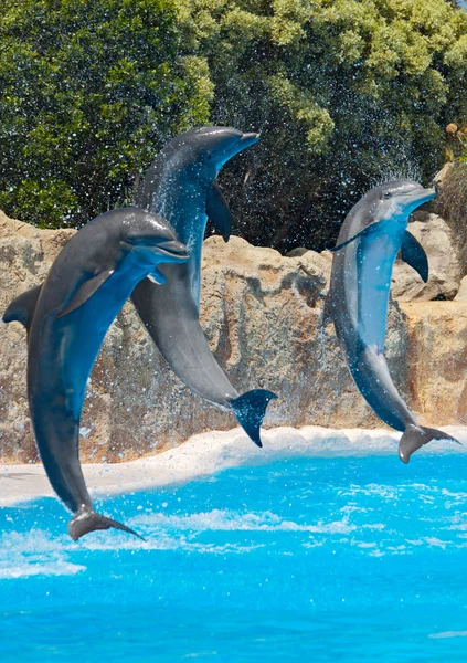 Delfiner — Stockfoto