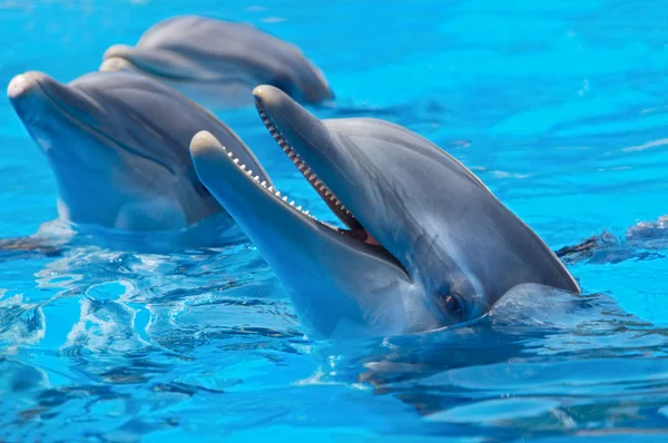 Счастливые дельфины — стоковое фото