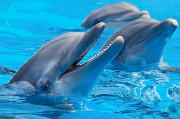 Щасливі дельфінів — стокове фото
