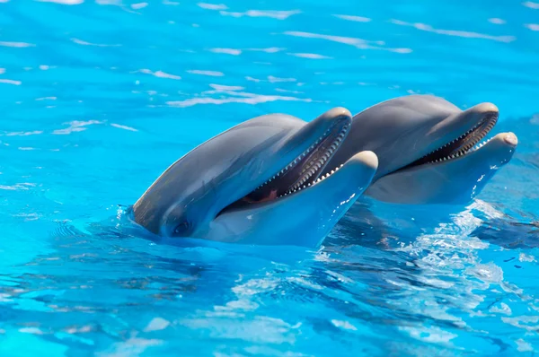 Szczęśliwy delfiny — Zdjęcie stockowe