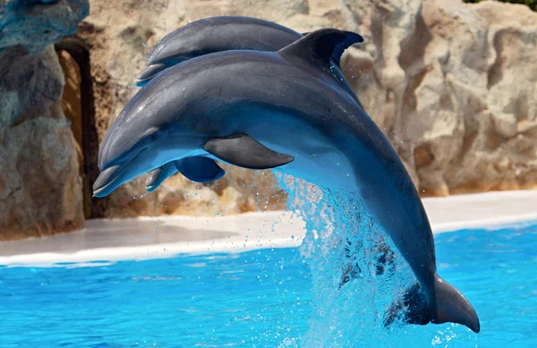 Дельфіни — стокове фото