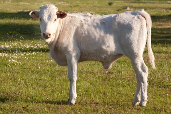 White calf in the field — Stock Photo, Image