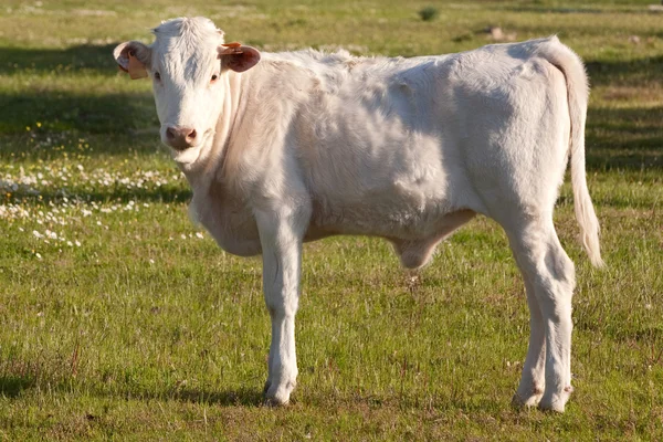 stock image White calf in the field