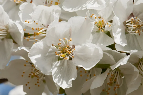 Stock image Delicate cherry blossom flower