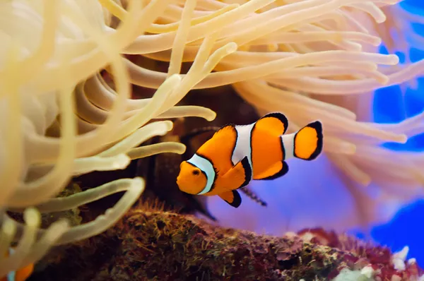 Pesce e anemone — Foto Stock