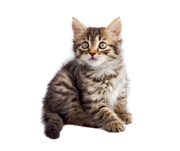 stock image Adorable cat