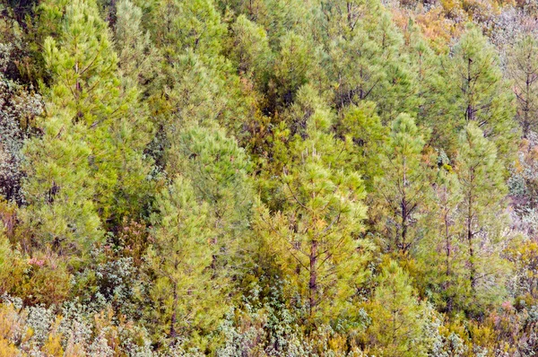 Grüne und kostbare Bäume — Stockfoto