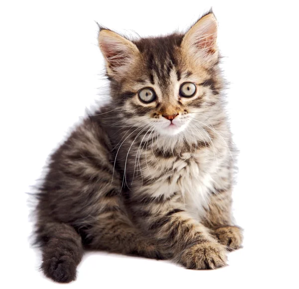 Adorable small cat on white bottom — Stock Photo, Image