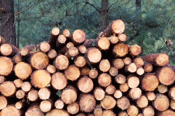 Tronchi di legno impilati — Foto Stock
