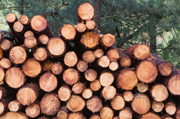 Stacked timber logs — Stock Photo, Image