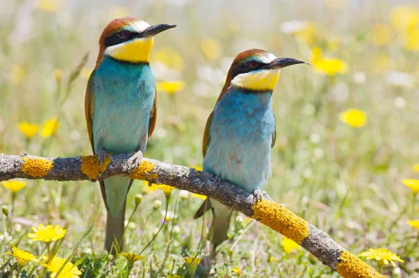 Um par de pássaros. — Fotografia de Stock