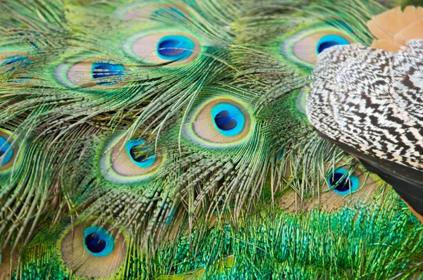 stock image Peacock