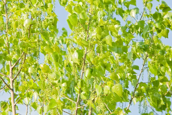Sonnige grüne Blätter eines Baumes — Stockfoto
