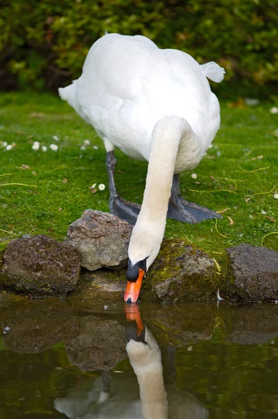 Bela água potável de cisne — Fotografia de Stock