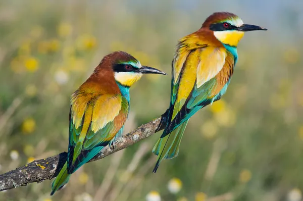 Pareja de pájaros — Foto de Stock