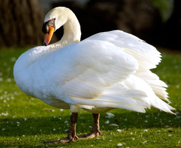 Cisne en libertad —  Fotos de Stock