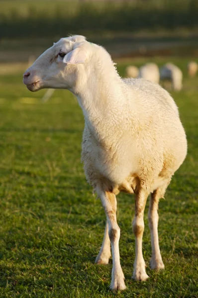 Bebé de oveja en el campo —  Fotos de Stock