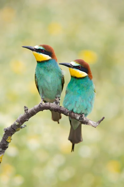 Par fåglar — Stockfoto