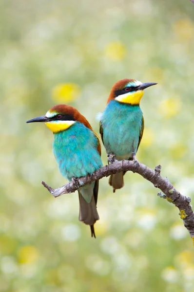 Закохані птахів — стокове фото