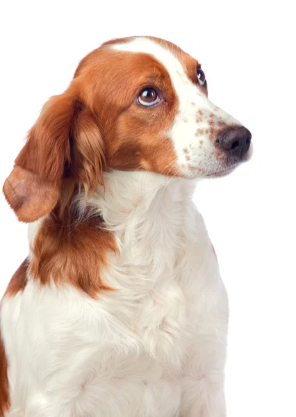 Pies ładny łowiectwo — Zdjęcie stockowe