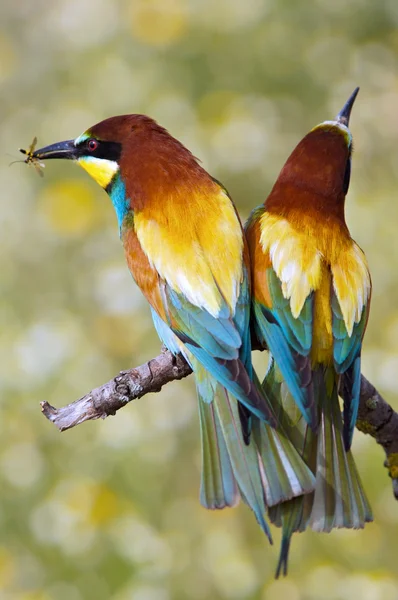 Aves esmaltadas — Foto de Stock