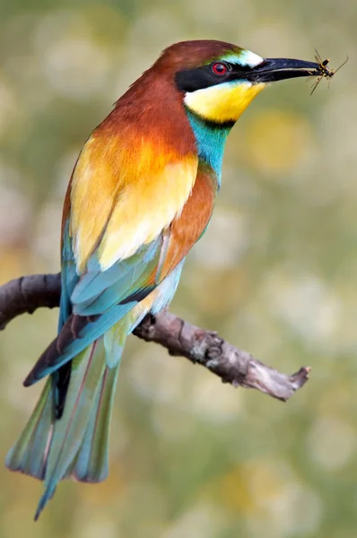 stock image Pretty bird eating