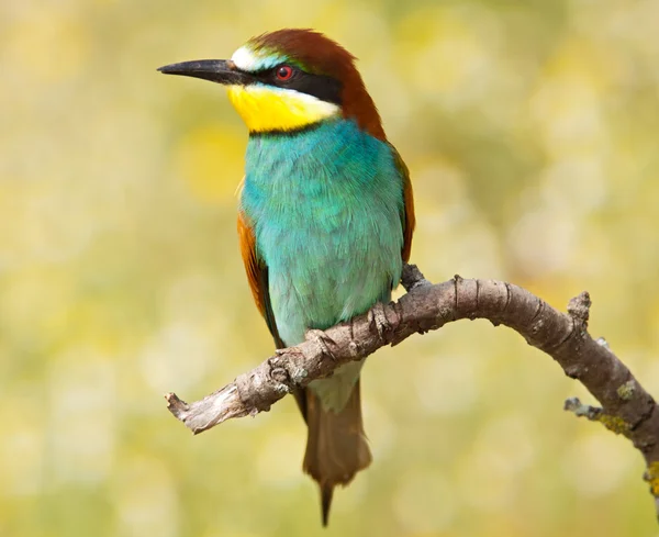 stock image Bird precious