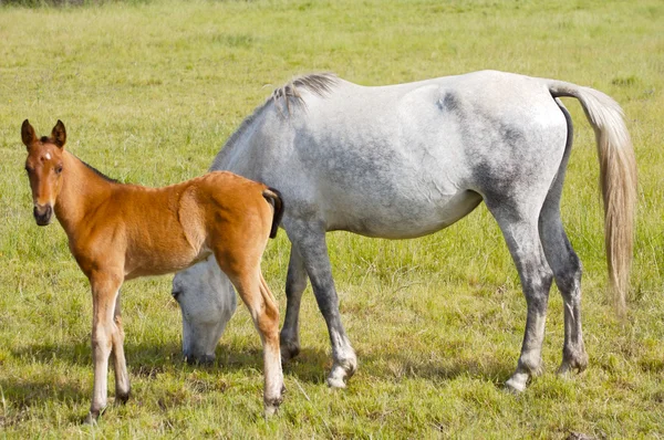 Άλογο με το γιο του τρώει χόρτο — Φωτογραφία Αρχείου