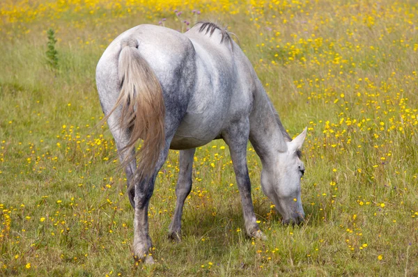 Koń jedzący — Zdjęcie stockowe