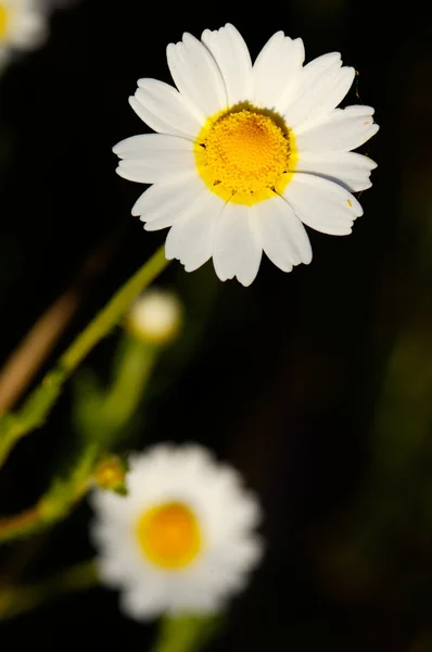 Fleur — Photo