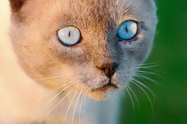 stock image The eyes of a precious cat