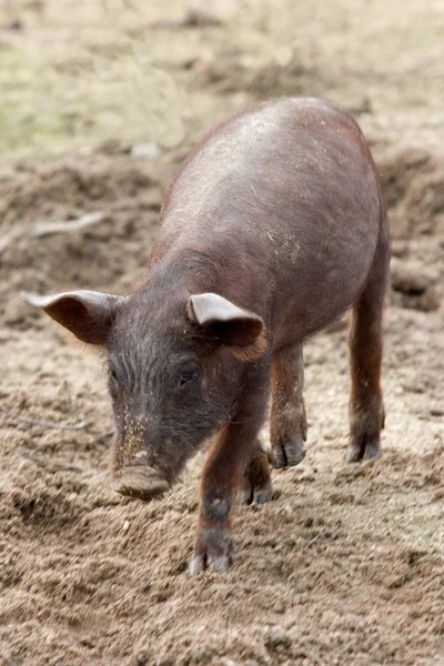 Куча свиней. — стоковое фото