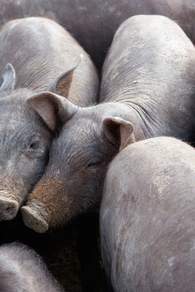 Um monte de porcos lotados — Fotografia de Stock